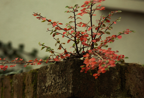 A red leafy plant growing out from a wall