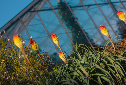 Colourful and exotic-looking, red-hot pokers flowers in the Botanic Garden