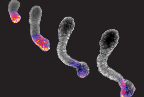 Four somitoid models staggered by size, with bright colours demonstrating points of interest.