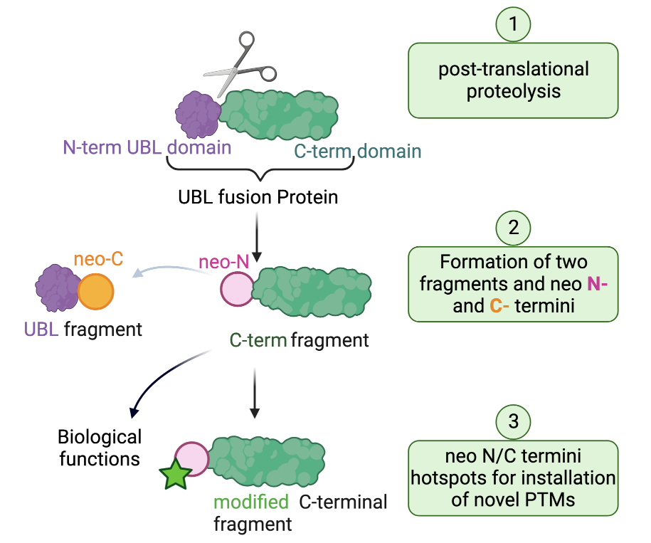 Graphic showing three steps of UBL fusion protein to modified C-terminal frament