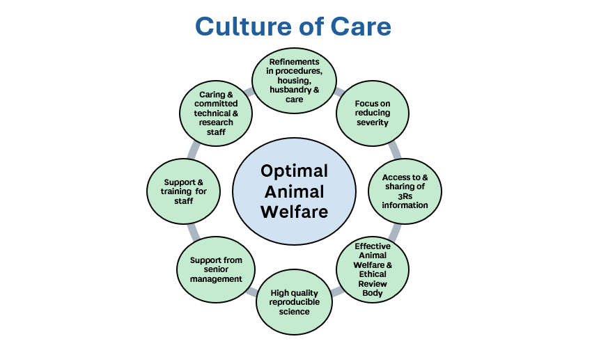 A diagram showcasing the culture of care, emphasising the importance of compassion and nurturing in a thoughtful and considerate manner.