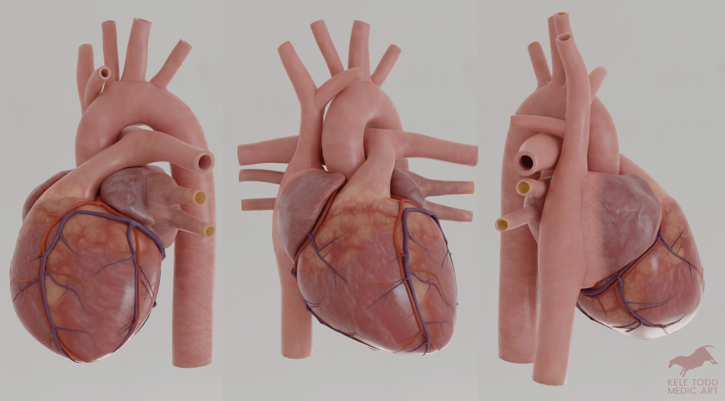 These are three angles of the 3D heart model I built in Blender